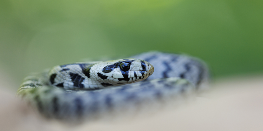 Couleuvre à échelons © Nicolas Bastide